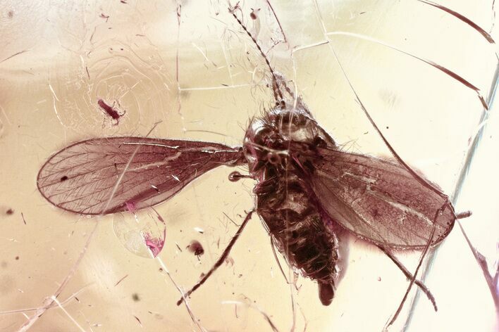 Fossil Moth Fly (Psychodidae) & Midge (Chironomidae) in Baltic Amber #335819